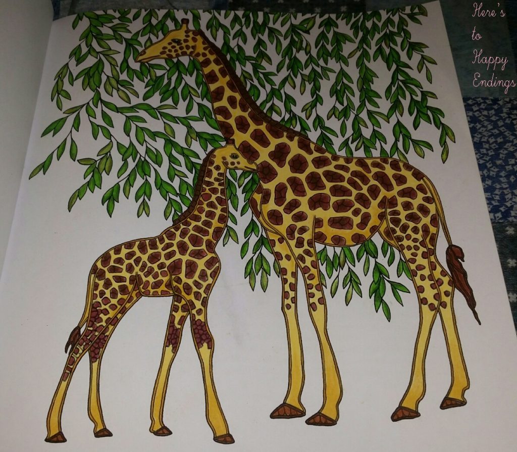 animals giraffes